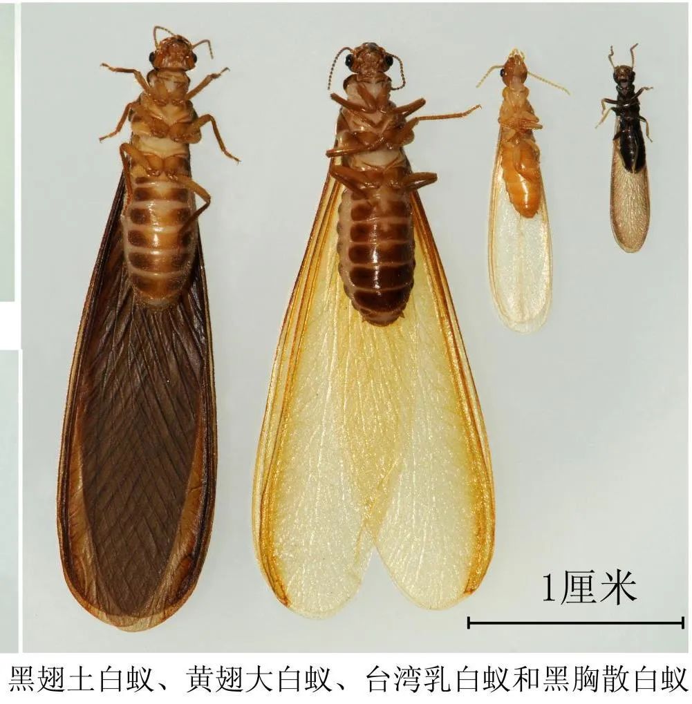 如何識(shí)別白蟻？